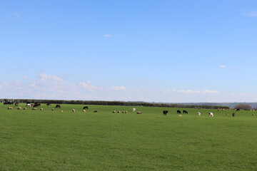 Agricultural landscape