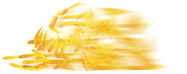 Illustration of yellow rice petals on white background with space for text