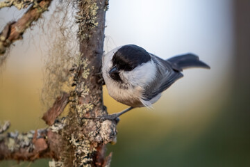 Willow tit