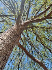 Spring season tree and sky