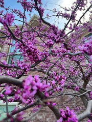 Eastern redbud. Cerci’s canadensis, pink blossom