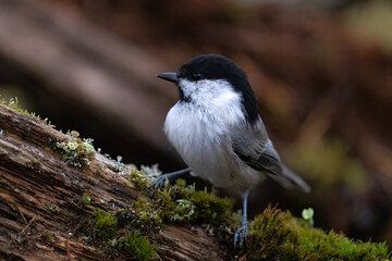 Willow tit