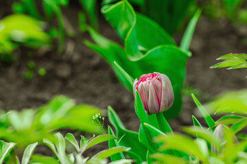 Blooming tulips grow in the garden. Spring gardening, outdoor concept background, floral style