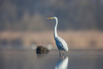 Czapla biała, great egret (Ardea alba)	