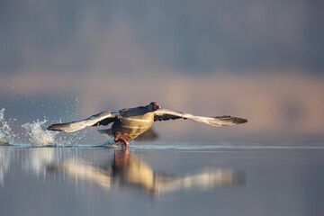 Gęgawa ,Greylag goose,  Anser anser  © Michal Przystas