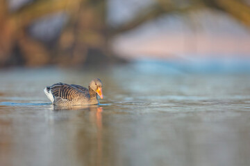 Gęgawa ,Greylag goose,  Anser anser  © Michal Przystas