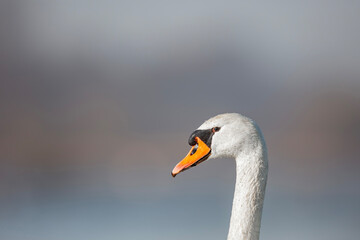 Łabędź niemy, mute swan (Cygnus olor) © Michal Przystas