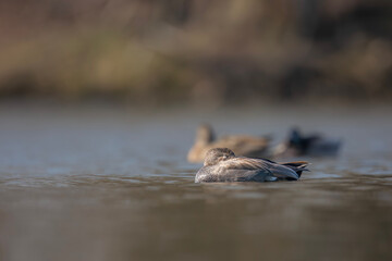 Kaczka krakwa, The gadwall, Mareca strepera
