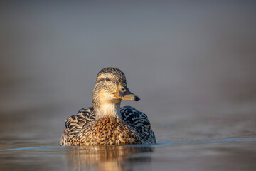 Kaczka krzyżówka, the mallard, the wild duck, Anas platyrhynchos