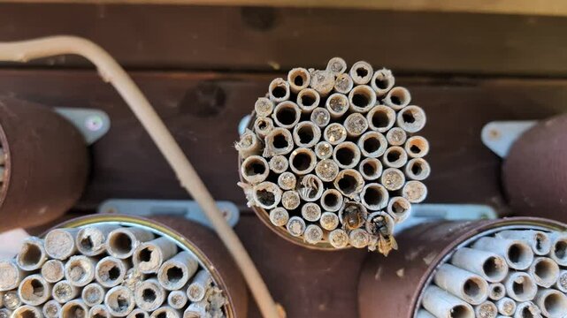 Red mason bees (Osmia cornuta) flying around wooden insect hotel.