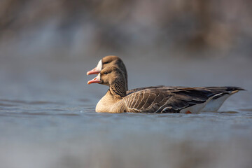 Gęś białoczelna, The greater white-fronted goose, Anser albifrons © Michal Przystas