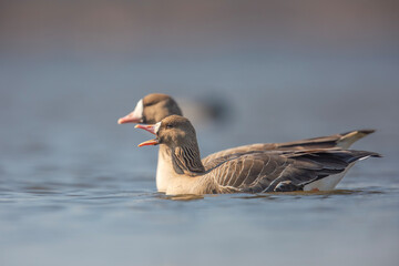Gęś białoczelna, The greater white-fronted goose, Anser albifrons © Michal Przystas