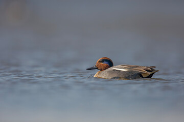 Gęś białoczelna, The greater white-fronted goose, Anser albifrons