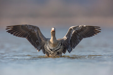 Gęś białoczelna, The greater white-fronted goose, Anser albifrons © Michal Przystas