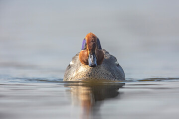 yraneczka, The Eurasian teal, Anas crecca