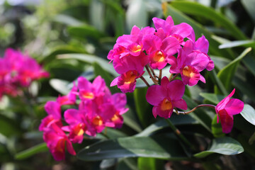 Cattleya Jairak Jewel with pink blooms