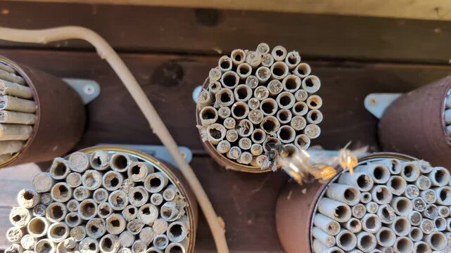 Red mason bees (Osmia cornuta) flying around wooden insect hotel. 