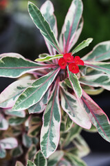 variegated leaf Crown of throns Euphornia milii