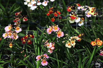 Dancing lady orchid (Tolumnia Jairak Hybrids)
