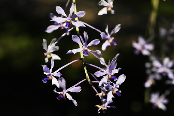Sky blue orchid (Vanda coerulescens)