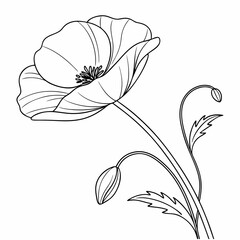 Poppy Flower Black And White Drawing 