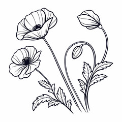 Poppy Flower Black And White Drawing 
