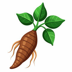 Cassava white  background 