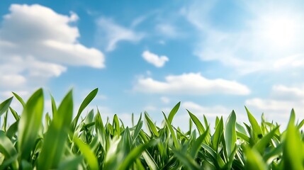 Fototapeta premium Expansive view of lush green grass field under a bright blue sky with soft clouds creating a serene atmosphere : Generative AI