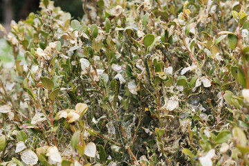 Caterpillar infestation on boxwood shrub caused by box tree moth larvae