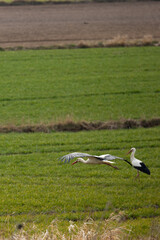 pierwsze bociany na łące w ciągu dnia. Wiosna się zaczęła