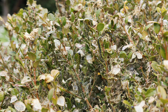 Caterpillar infestation on boxwood shrub caused by box tree moth larvae