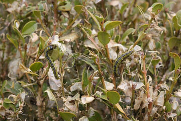 Caterpillars of the box tree moth damage boxwood shrubs in garden setting