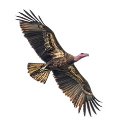 Obraz premium Eagle in flight Isolated cutout on transparent or white background.