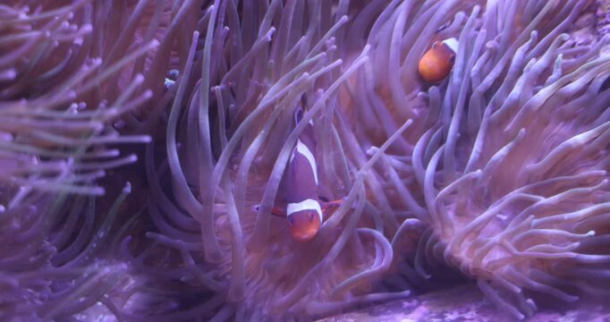 Couple de poissons clowns dans les herbes sous marines