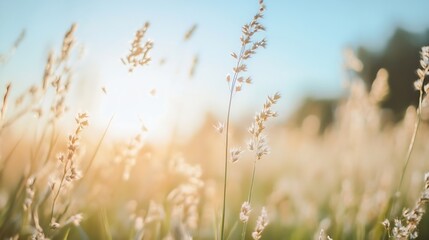 Soft sunlight illuminating golden grass fields during a serene sunset hour : Generative AI