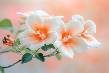 Obraz premium Peach Blossom Branch for Soft Focus, Garden Bloom.