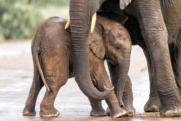 Fototapeta premium elephant baby. This elephant calf walking around togheter with her mother in Kruger National Park in South Africa