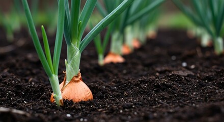 Young Onions Growing in Rich Soil - Farming, agriculture, growth, harvest, spring. New onions sprouting in dark soil, representing growth, freshness, and the bounty of nature