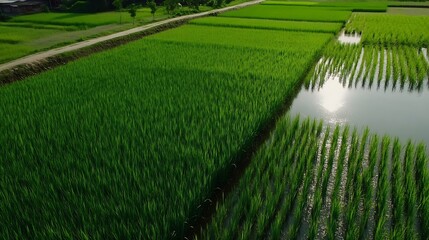 Aerial view of lush green rice paddies surrounded by a reflective water body : Generative AI