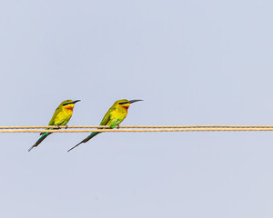 Blue tail bee eaters