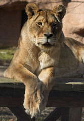 A striking portrait of a lioness resting on a wooden platform. Her golden coat, powerful paws, and contemplative gaze are captured in warm, natural light, highlighting her regal presence and strength.