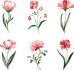Set of botanical Watercolor flowers. Hand painted watercolor wild flowers isolated on white background.