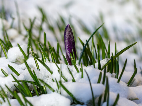 Spring blooming crocuses in the snow. Purple crocus flowers covered with snow in the garden.