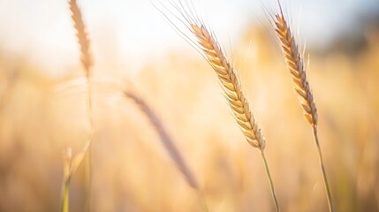 Obraz premium Closeup view of ripe golden wheat ears swaying gently in the breeze during golden hour : Generative AI