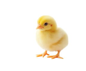 Obraz premium Cute yellow baby chick on Png Format and Transparent Background