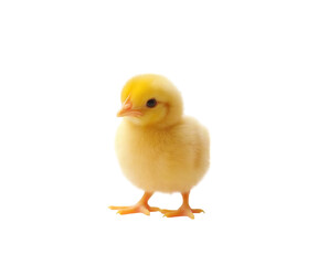 Fototapeta premium Cute yellow baby chick on Png Format and Transparent Background