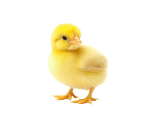 Obraz premium Cute yellow baby chick on Png Format and Transparent Background