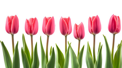 Fototapeta premium A row of pink tulips with green leaves