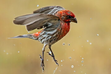 house finch