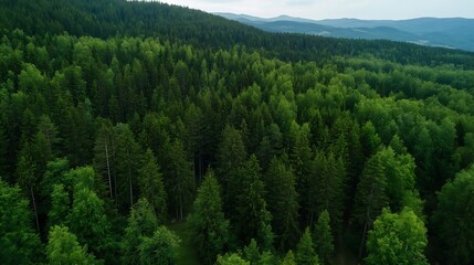 Fototapeta premium Aerial View of Dense Evergreen Forest Surrounded by Majestic Mountains and Lush Greenery : Generative AI